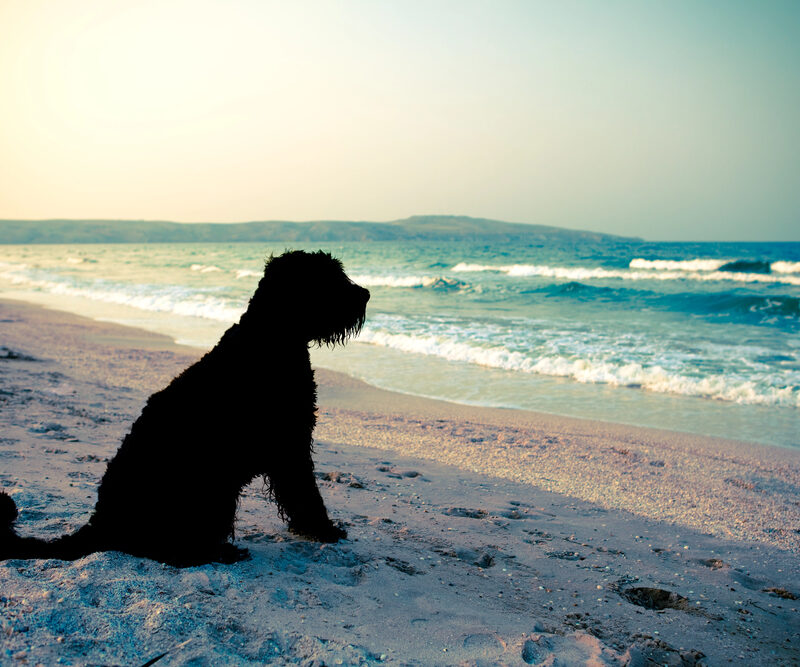 Dog sitting on a sandy beach at sunset during a campervan holiday