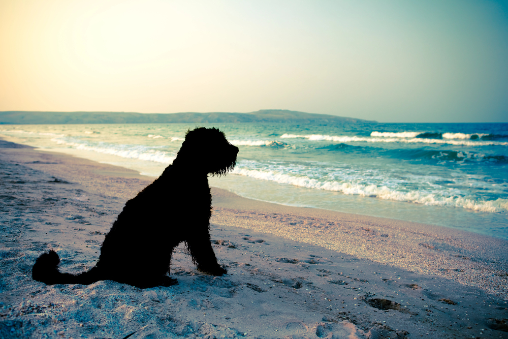 Dog sitting on a sandy beach at sunset during a campervan holiday